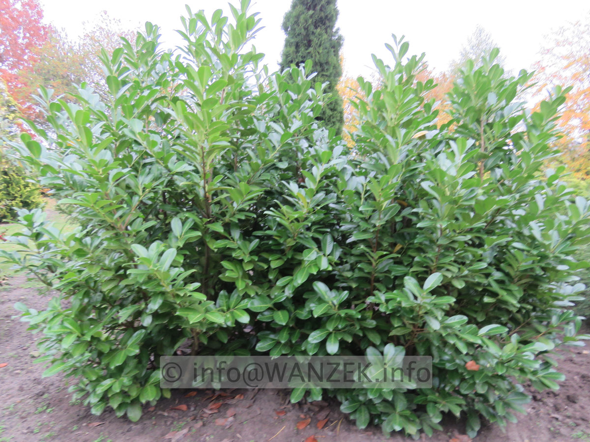 Prunus laurocerasus Novita - 2m+.JPG